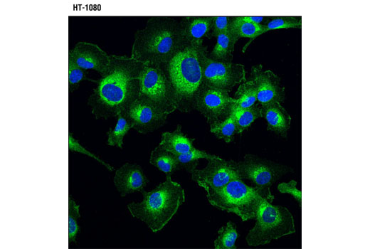 Death Receptor Antibody Sampler Kit