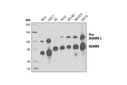 Notch Receptor Interaction Antibody Sampler Kit