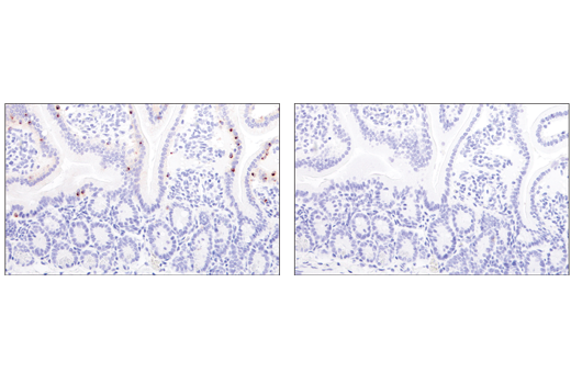 Mouse Immune Cell Phenotyping IHC Antibody Sampler Kit