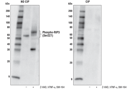 Necroptosis Antibody Sampler Kit