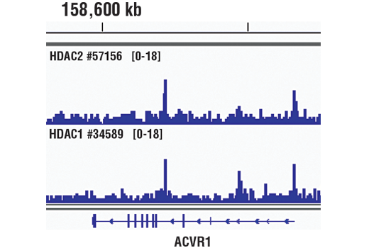 Class I HDAC Antibody Sampler Kit