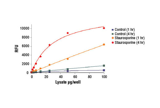 Caspase-3 Activity Assay Kit