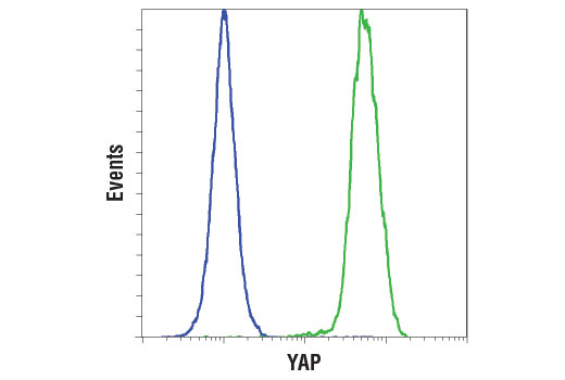 Hippo Pathway: Upstream Signaling Antibody Sampler Kit