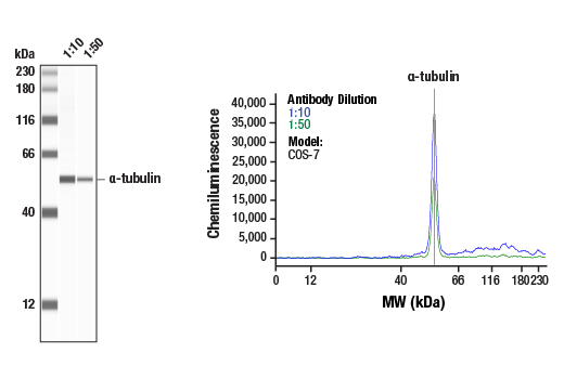 alpha-Tubulin (DM1A) Mouse mAb