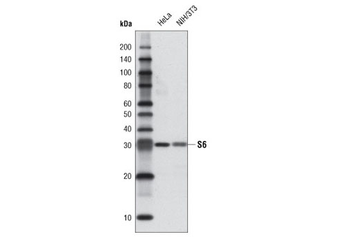Anti-biotin (D5A7) Rabbit mAb