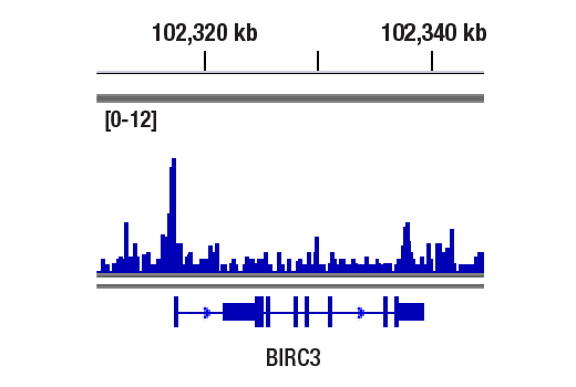 NF-kappaB Family Member Antibody Sampler Kit