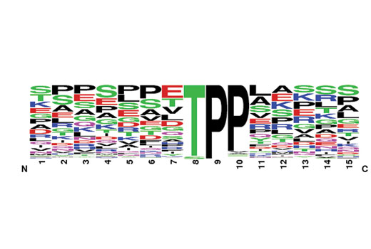 PTMScan ®  Phospho-T*PP Motif (T*PP) XP ®  Rabbit mAb Kit