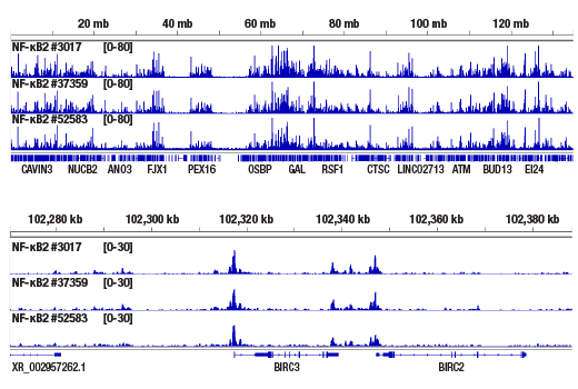 NF-kappaB Family Member Antibody Sampler Kit