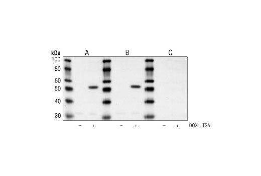 p53 Antibody Sampler Kit