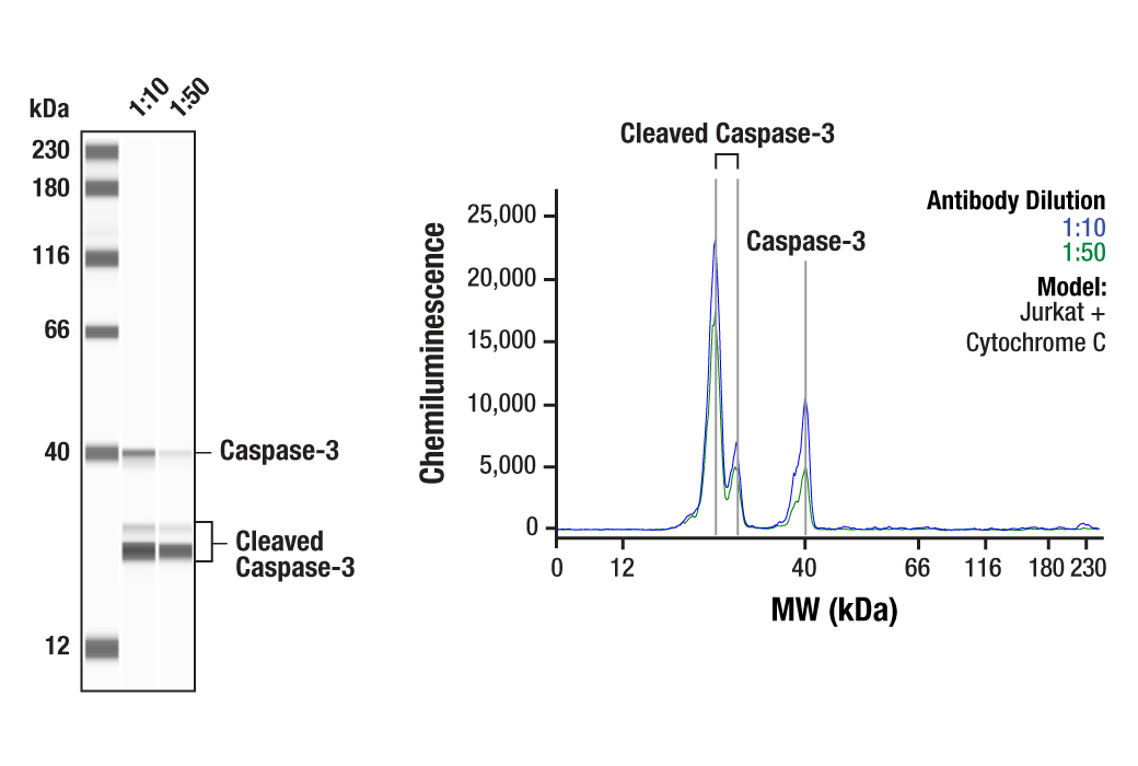 Caspase-3 Antibody