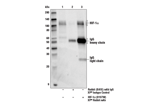 Hypoxia Pathway Antibody Sampler Kit