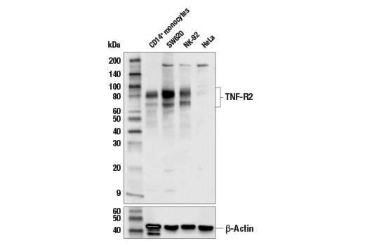 Death Receptor Antibody Sampler Kit