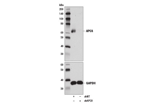 APC8 (D5O2D) Rabbit mAb