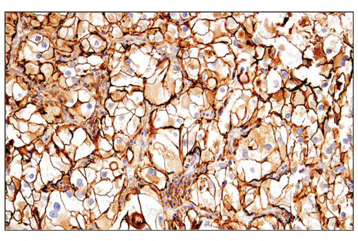 Exosomal Marker Antibody Sampler Kit