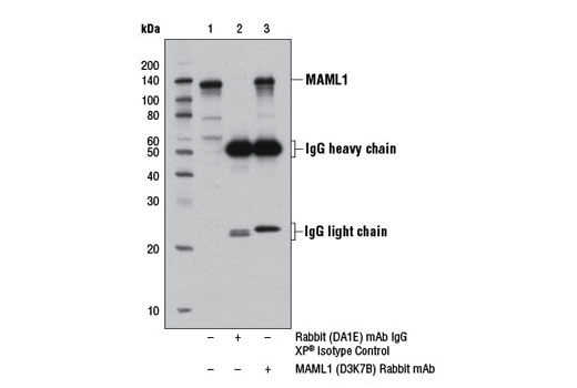 Notch Activated Targets Antibody Sampler Kit