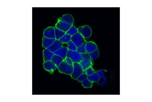 c-Kit (Ab81) Mouse mAb (Alexa Fluor ®  488 Conjugate)