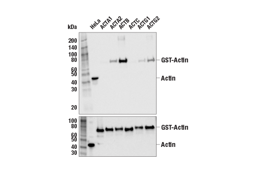 beta-Actin Antibody