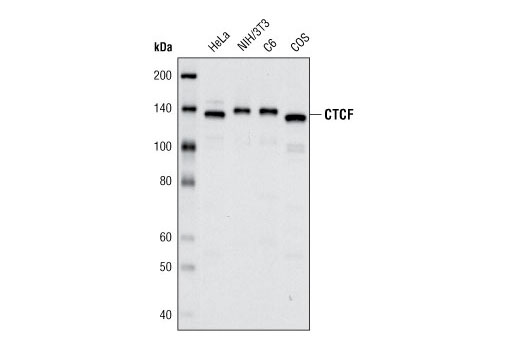 CTCF (D31H2) XP® Rabbit mAb