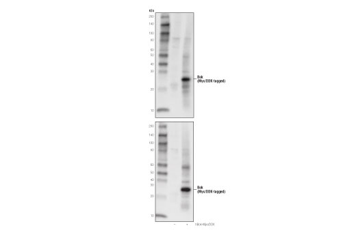 Pro-Apoptosis Bcl-2 Family Antibody Sampler Kit II
