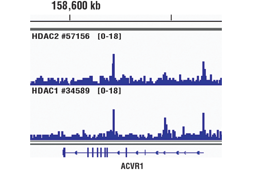 Class I HDAC Antibody Sampler Kit