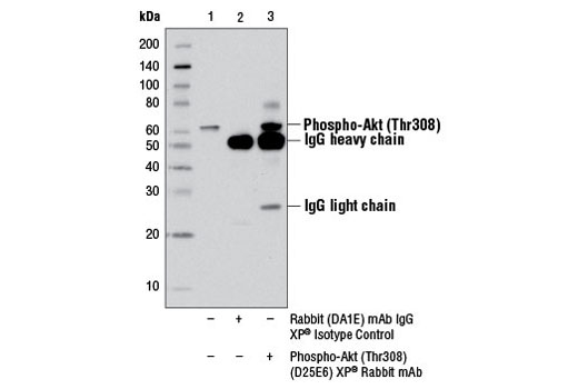 Phospho-Akt Pathway Antibody Sampler Kit