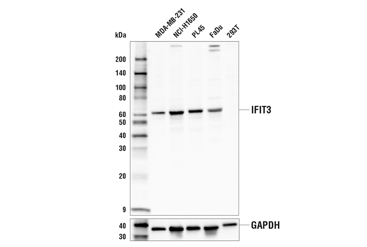 IFIT3 Antibody