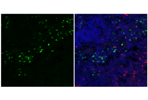 CD127/IL-7Ralpha (A7R34) Rat mAb (FITC Conjugate)