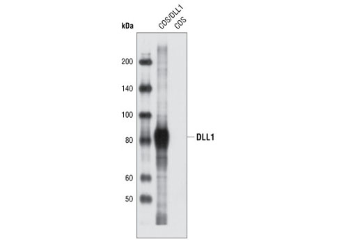 Notch Receptor Interaction Antibody Sampler Kit
