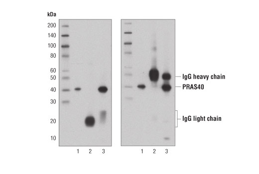 Mouse Anti-rabbit IgG (Light-Chain Specific) (D4W3E) mAb