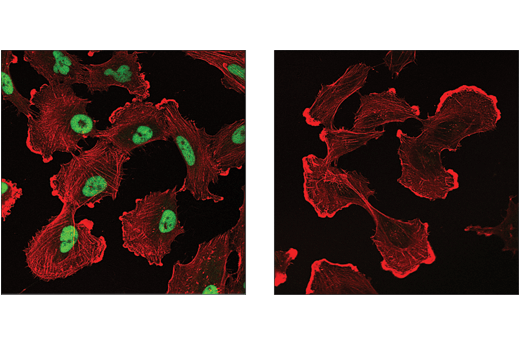 Mouse (E1D5H) mAb IgG3 Isotype Control