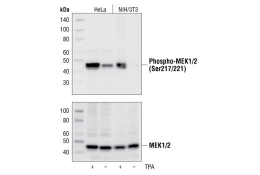 Phospho-Erk1/2 Pathway Antibody Sampler Kit