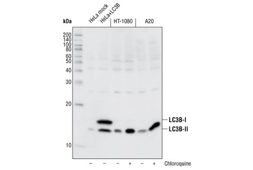 LC3B Antibody