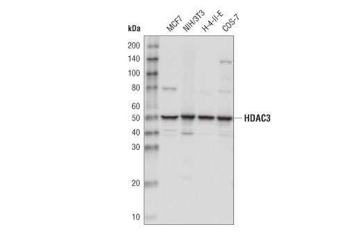 Class I HDAC Antibody Sampler Kit