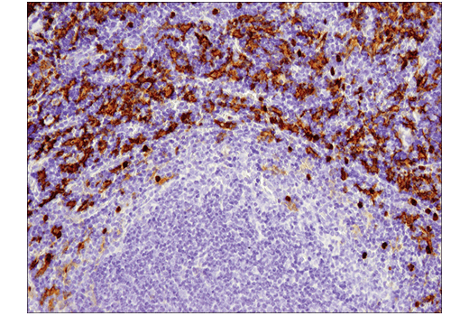 Mouse Immune Cell Phenotyping IHC Antibody Sampler Kit