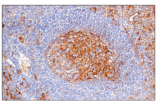 Exosomal Marker Antibody Sampler Kit