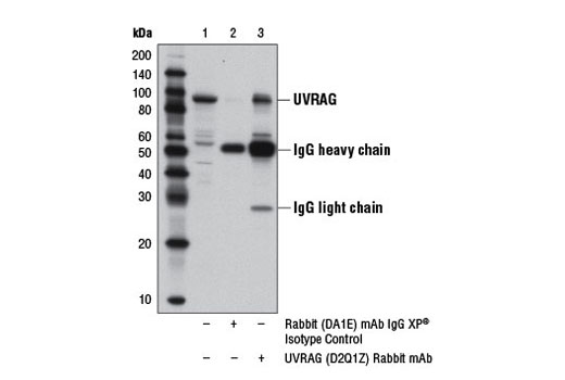 Beclin-1 Complex Antibody Sampler Kit