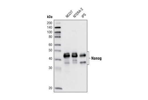 Nanog (D73G4) XP ®  Rabbit mAb