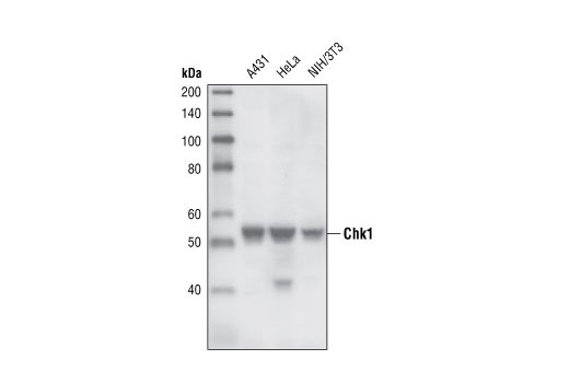 Chk1 (2G1D5) Mouse mAb