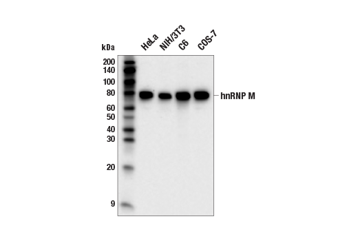 hnRNP M (E3J6F) Rabbit mAb