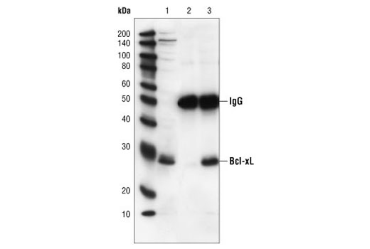 Pro-Survival Bcl-2 Family Antibody Sampler Kit II