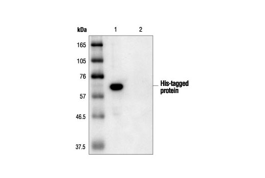 His-Tag Antibody