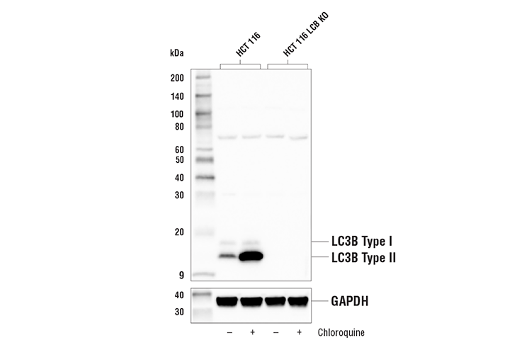 LC3B (D11) XP ®  Rabbit mAb