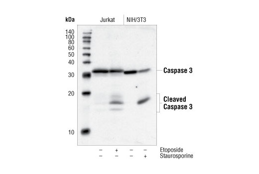 Caspase-3 Antibody