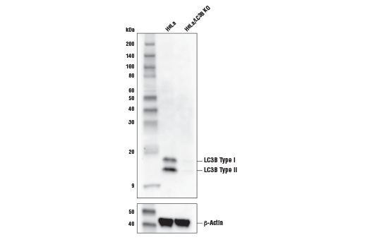 LC3B (E5Q2K) Mouse mAb