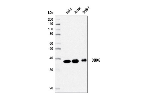 CDK Antibody Sampler Kit