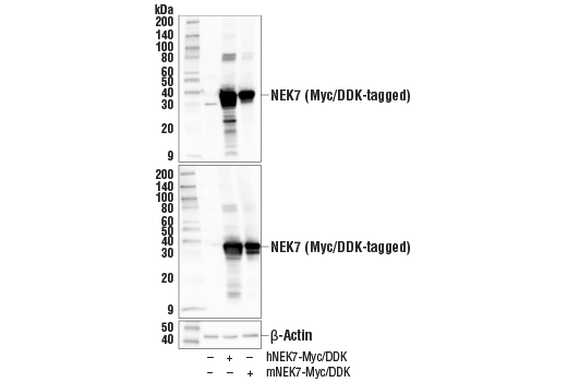 NEK7 Antibody