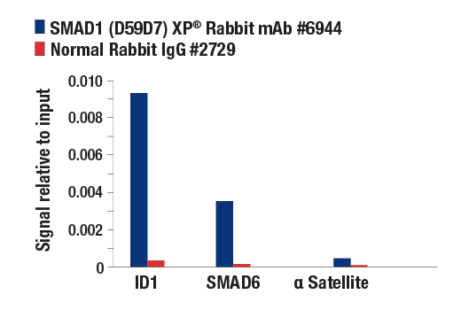 SMAD 1/5/9 Antibody Sampler Kit