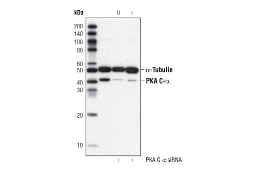 SignalSilence ®  PKA C-alpha siRNA II