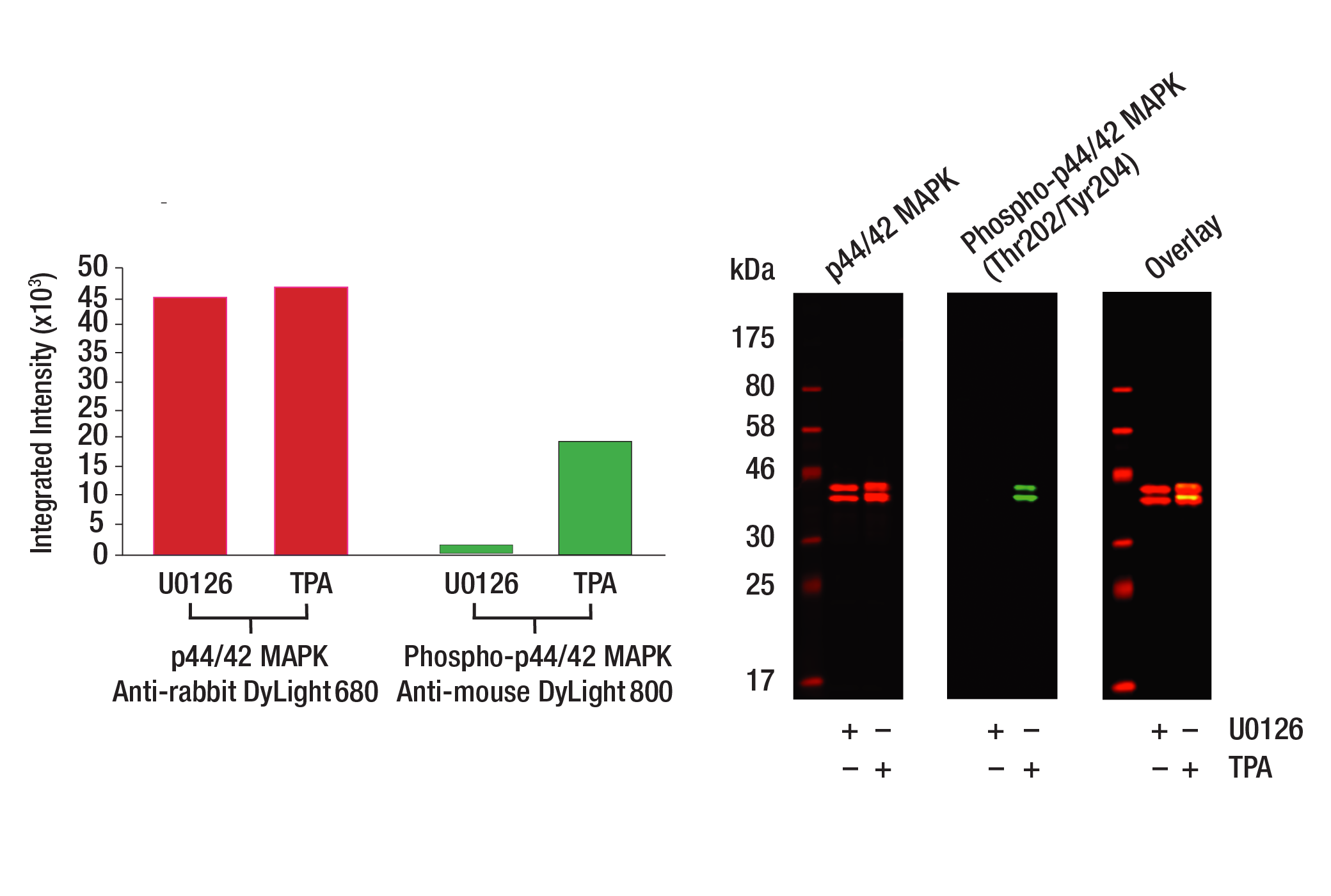 Anti-rabbit IgG (H+L) (DyLight™ 680 Conjugate)