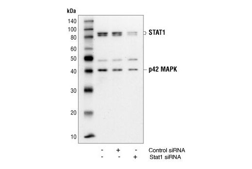 Stat1 Antibody